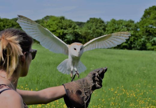 Birds of Prey at The Hop Farm in Kent!