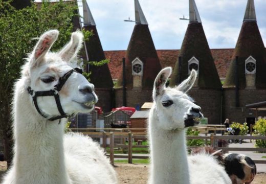 Hopper's Animal World - Refurbishment and Upgrade Works