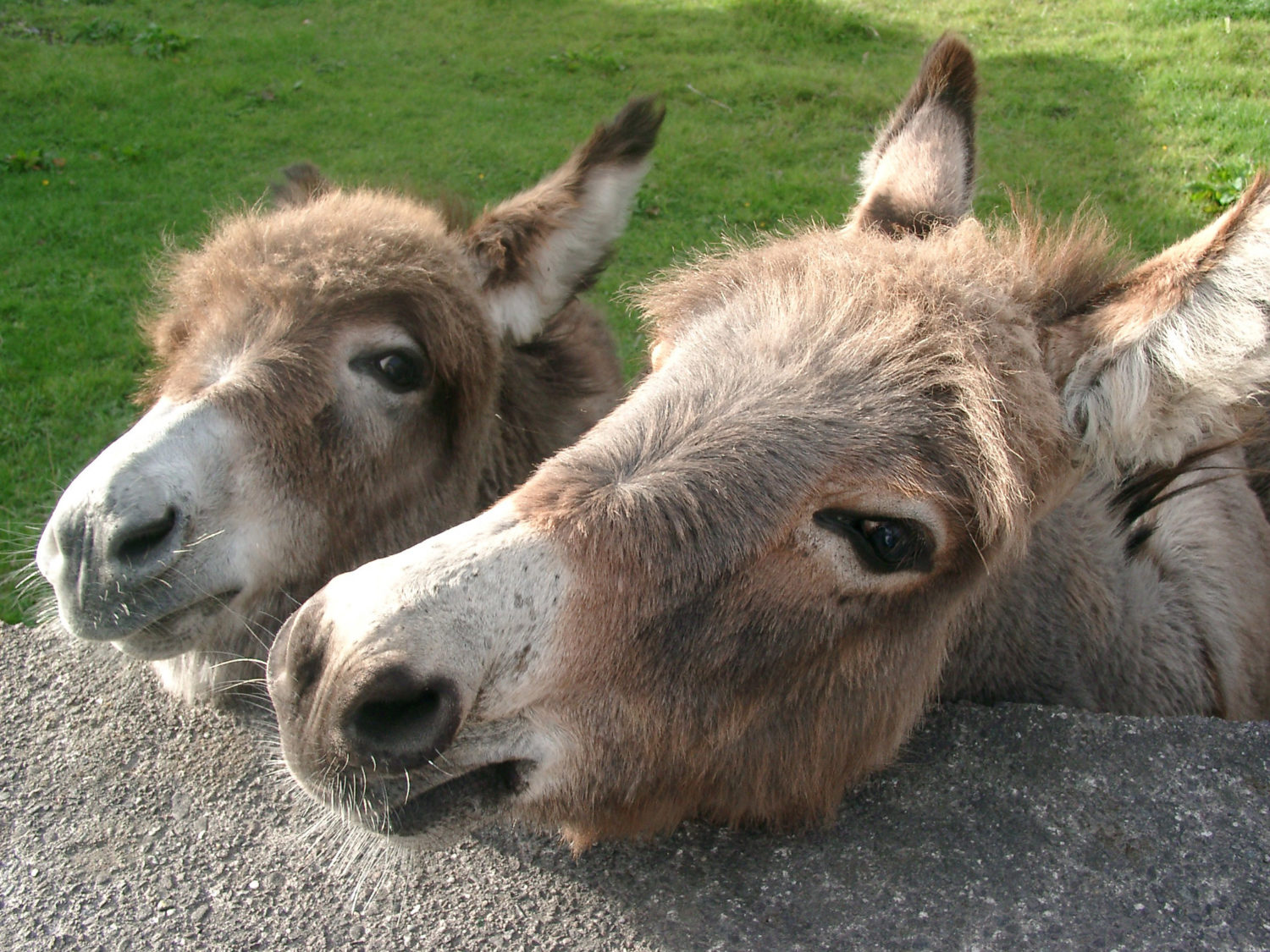 Donkeys Hop Farm