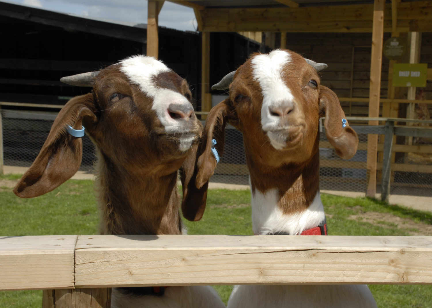 Goats in Kent