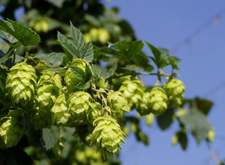 Discover The Hop Farm