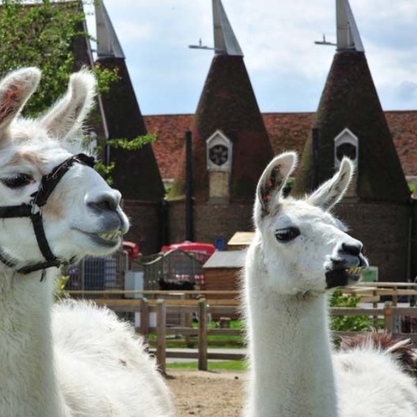 Gift Vouchers & Animal Adoption Packs